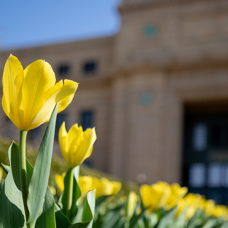 Strong Hall Tulips