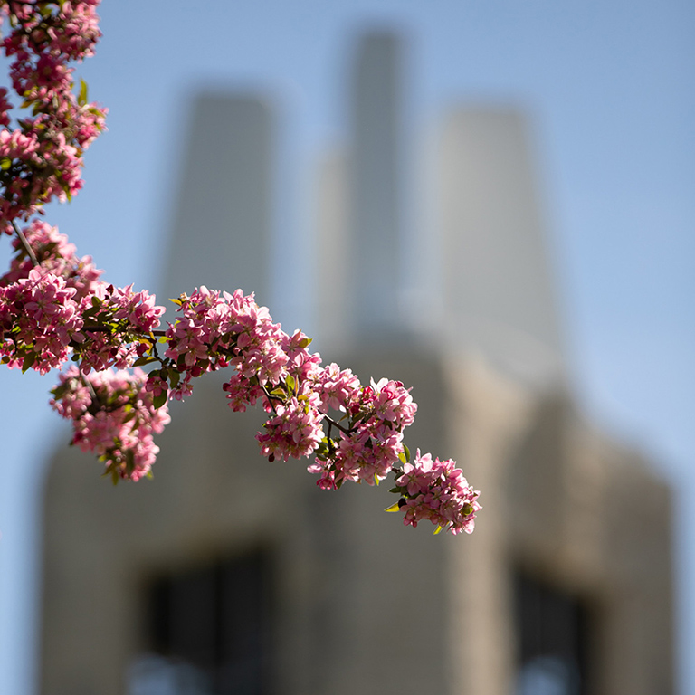 Campanile Redbud Tree